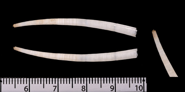 ロウソクツノガイ 蝋燭角貝 Episiphon subrectum small
