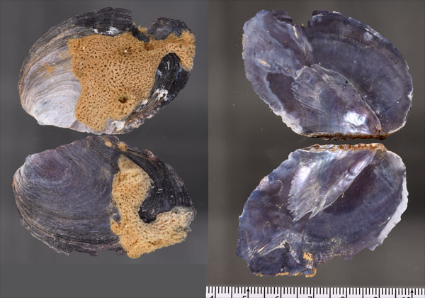 ヤブサメガイ Crenatula picta small