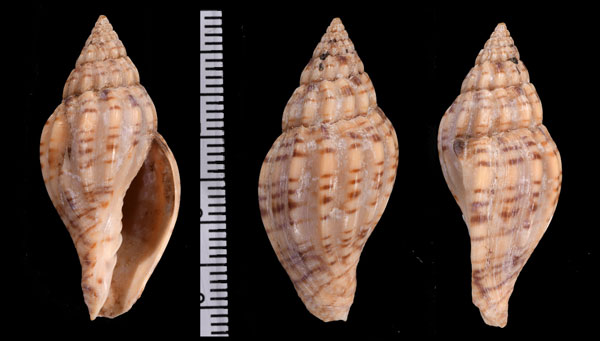 アラスジボラ 粗筋法螺 Lyria planicostata small