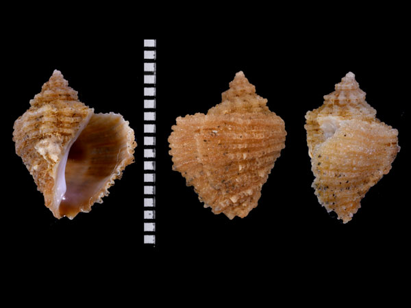 ヒロクチサンゴヤドリ Coralliophila brevis small
