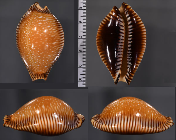 ベンガルクロユリダカラ (仮称) Perisserosa guttata surinensis bengalensis small