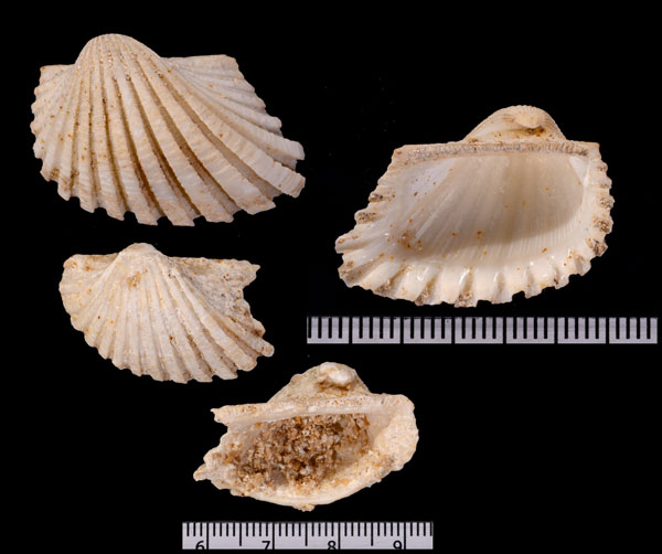 キカイサルボウ Anadara kikaizimana small