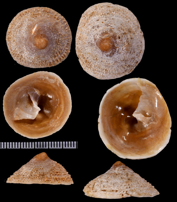 バーナードカリバカサ (仮称) Calyptraea barnardi small