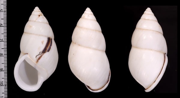 シロキタクミマレーマイマイ Amphidromus atricallosus leucoxanthus small