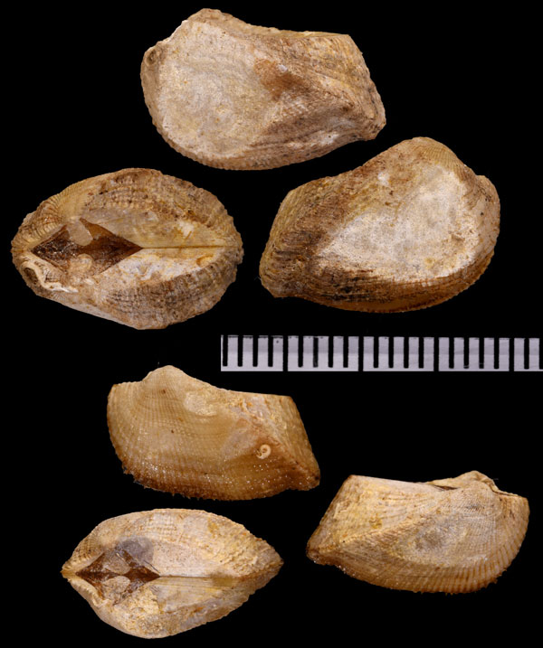 カドバリフネガイ Arca tetragona small
