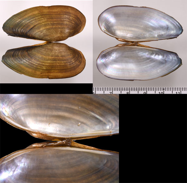 インガルシアイシガイ (仮称) Ensidens ingallsianus small