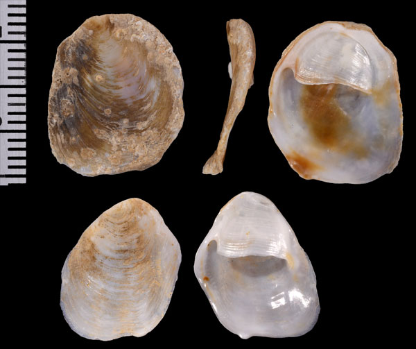 ツメナリフネガイ Crepidula unguiformis small