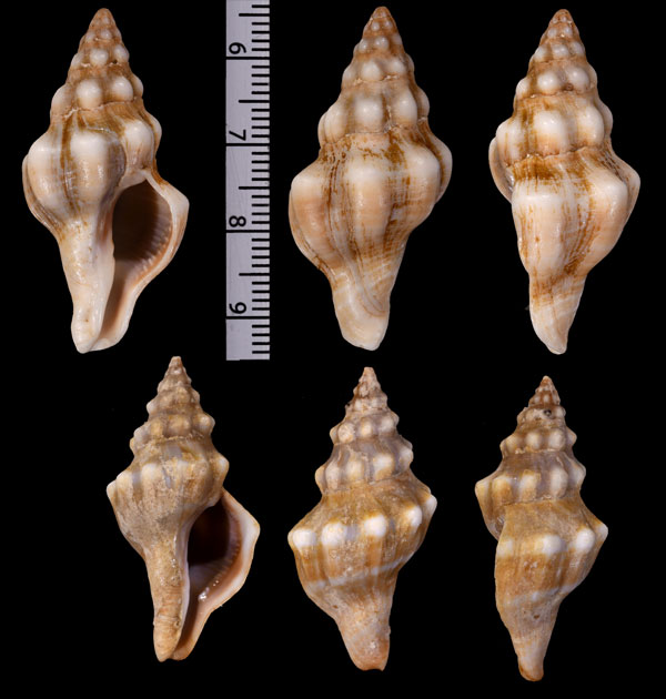 コブチューリップボラ Tarantinaea lignaria small