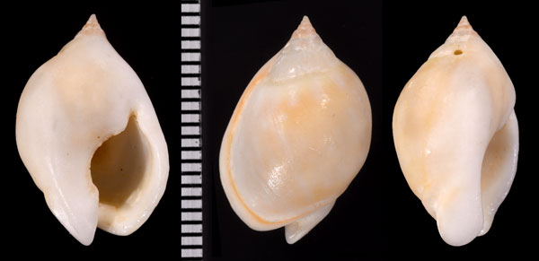 シロハラヨフバイ Nassarius gibbosulus small