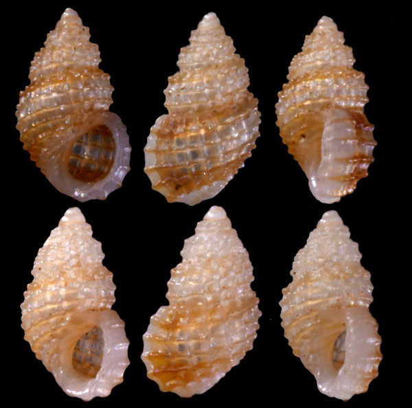 アラムシロツボ Alvania hispidula small