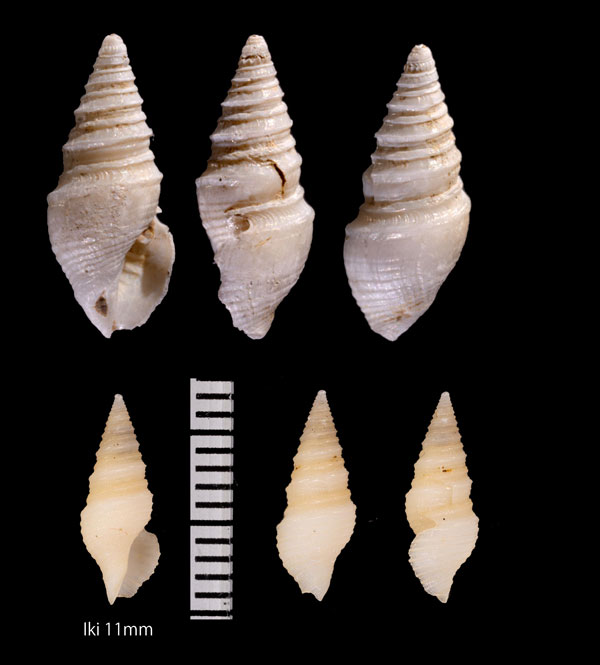 ツマミシャジク Microdrillia sagamiensis small