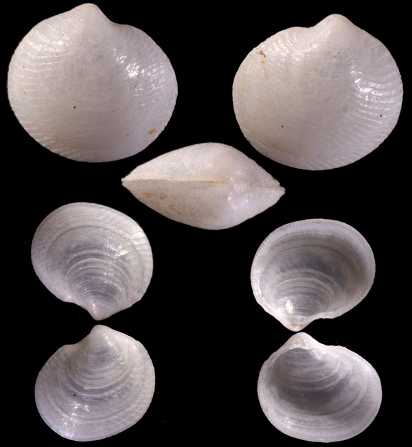 セイヨウツキガイ Lucinella divaricata small