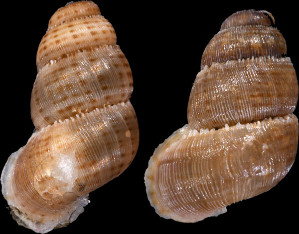 ムリヌムクチヒレ (仮称) Opisthosiphon detectum murinum small