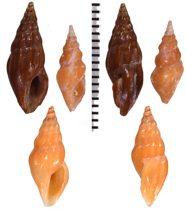クリイロウミクダマキの仲間 Clavus quadrasi small