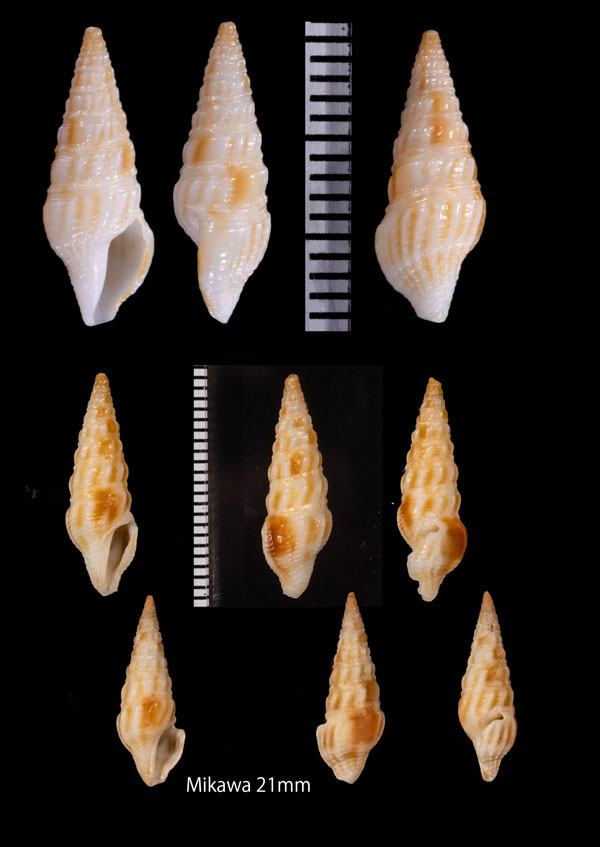 ウネダカモミジボラ Brachytoma tuberosa small