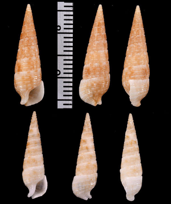 フシカニモリ Rhinoclavis pilsbryi small