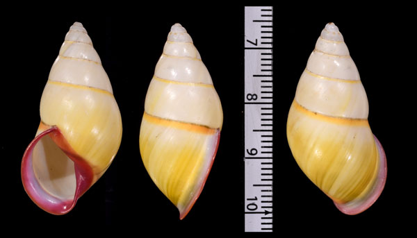 チイロラオスマレイマイマイ (仮称) Amphidromus cruentatus small