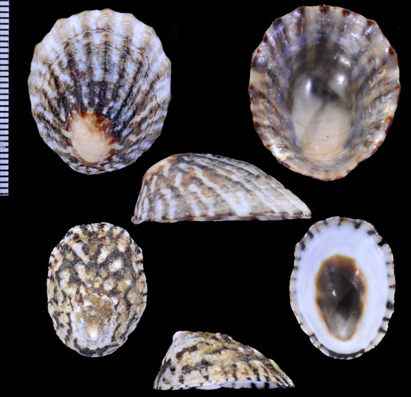 ヒノデカサガイ Cellana strigilis small