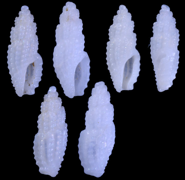 ナガヒメマンジ (仮称) Mangilia diatula small