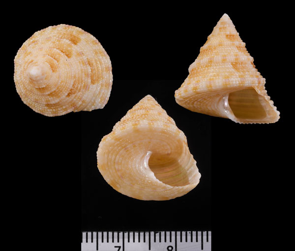 トウガタカザリエビス Astele similaris small