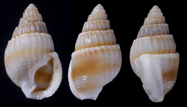 チビハナムシロ 未詳 Nassarius sp. small