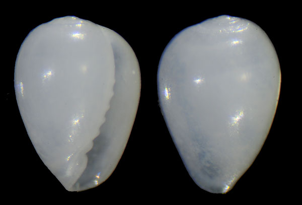 ニセコゴメ Granulina falsijaponica small