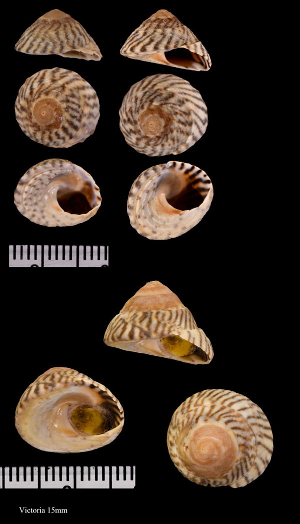 クボガイナリヤマガタタマキビ Bembicium nanum small