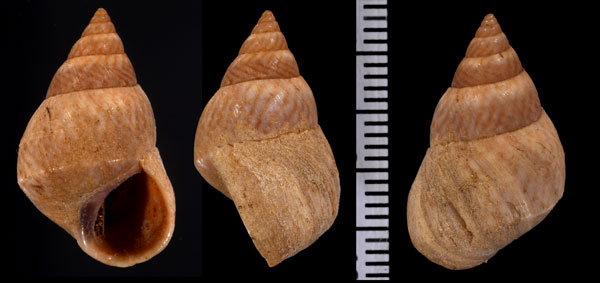 クラウシタマキビ (仮称) Littorina kraussi small