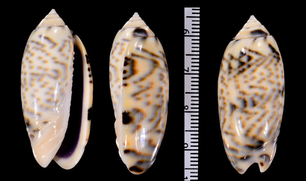 ポンデリカネコマクラ (仮称) Oliva caerulea ponderi small