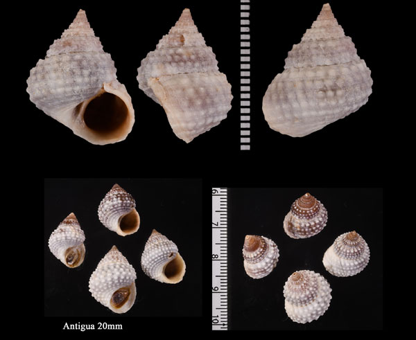 シコロタマキビ Cenchritis muricatus small