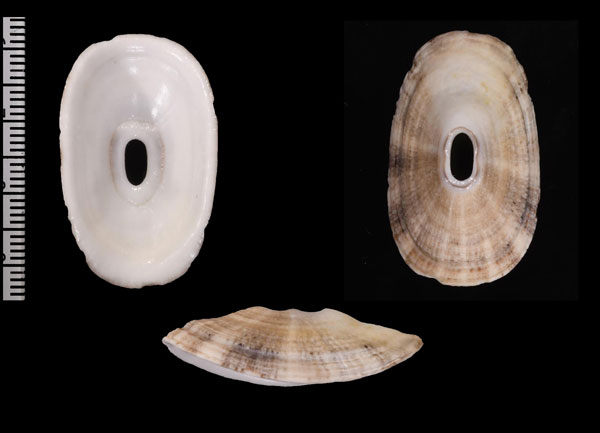 ユリコテンガイ (仮称) Dendrofissurella scutellum small