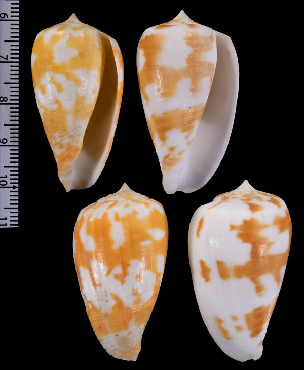 フィラメントヒロクチイモ (仮称) Conus spectrum filamentosus small