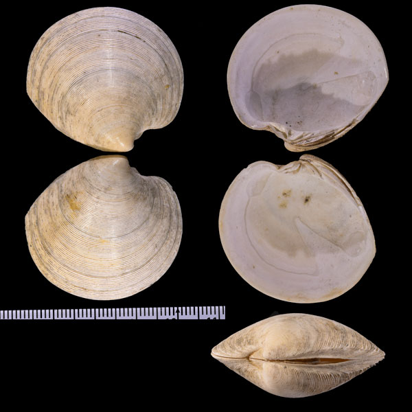 ヤタノカガミガイ 八咫鏡 Dosinia nipponica small