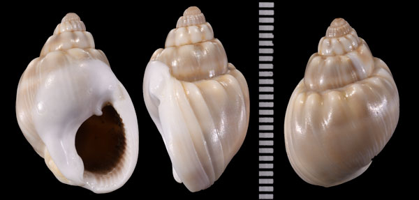 オリイレヨフバイ Nassarius arcularia small