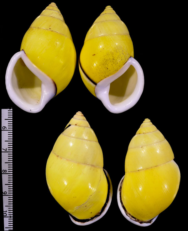 ベトナムマレーマイマイ (仮称) Amphidromus comes small