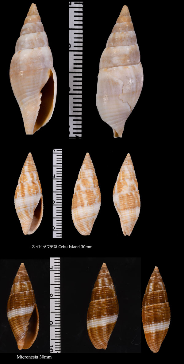 ウズラフデ Quasimitra variabilis small