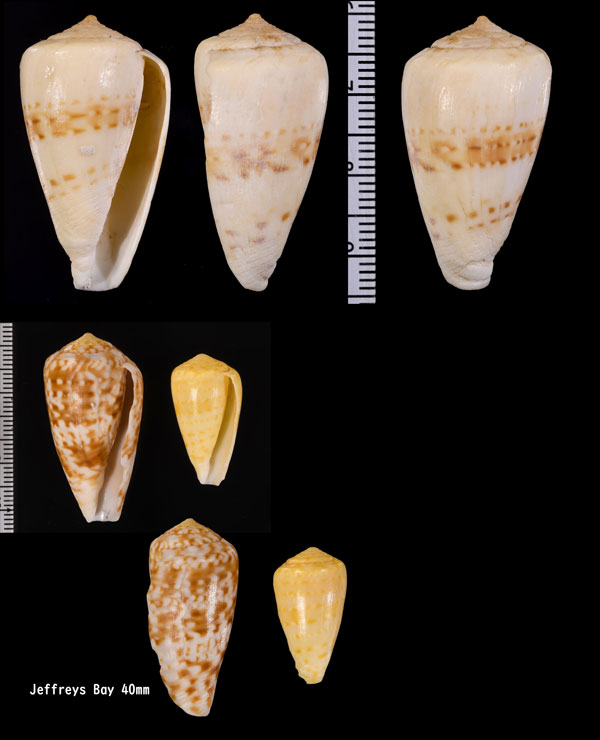 ソバガライモ Conus infrenatus small