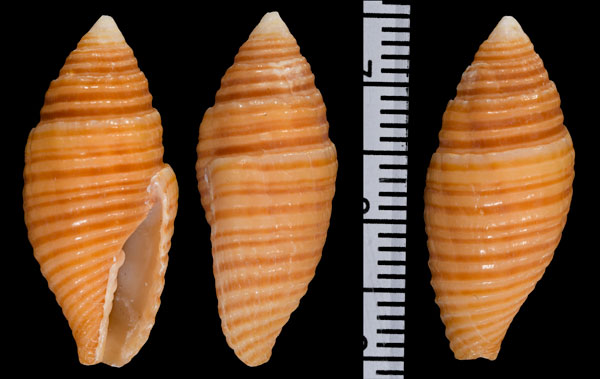 ツトフデ 苞筆 Strigatella vexillum small