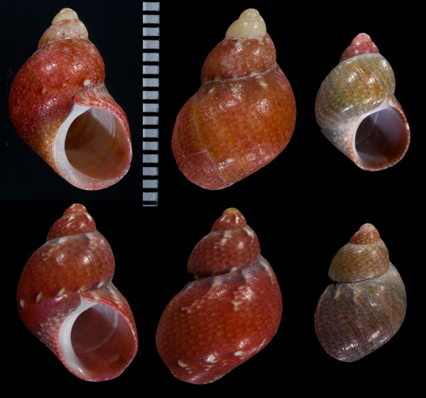 ナンアサラサバイ Tricolia kochii small