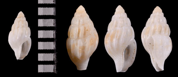 フトウネボサツ Amphissa acutecostata small