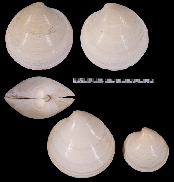 アフリカセイヨウカガミ (仮称) Dosinia orbignyi small