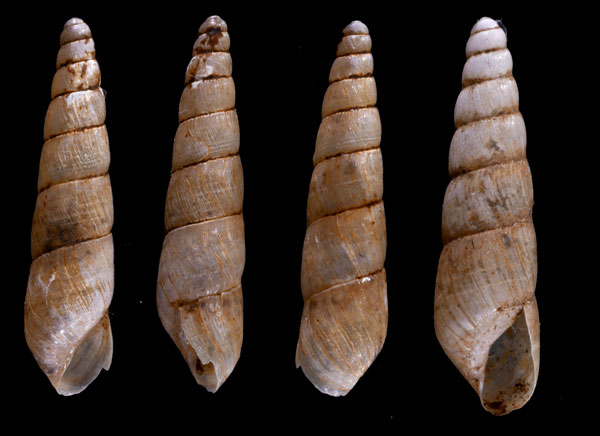 ホマロジラオベリスクガイ (仮称) Obeliscus planospira small