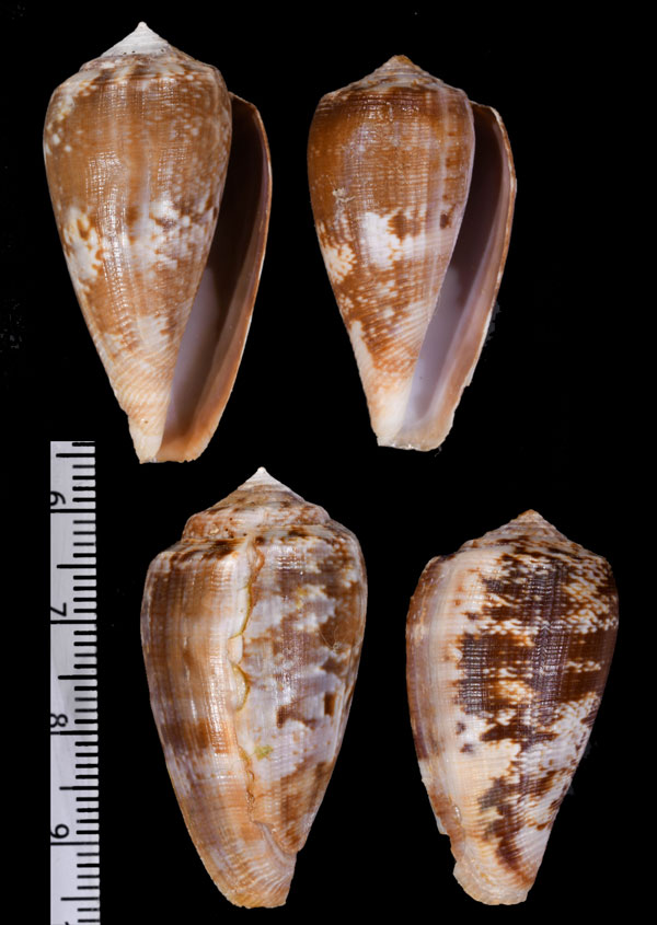 サウンダーアネモネイモ (仮称) Conus anemone anemone saundersi small
