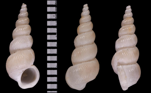 キイフシイトカケ cf. Opalia aglaia small