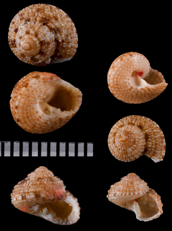 ミクスタナツモモ (仮称) Clanculus mixtus small
