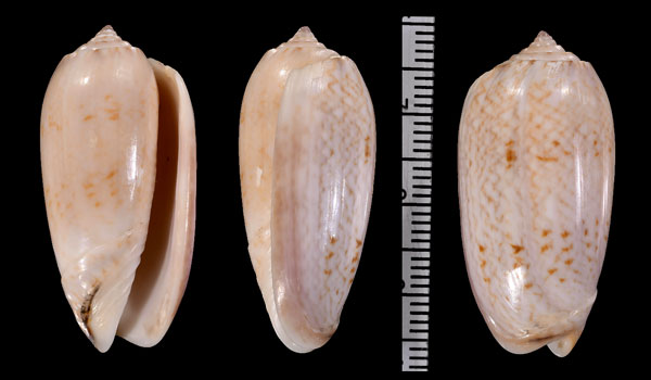 カリブツヅレマクラ (仮称) Oliva scripta caribaeensis small