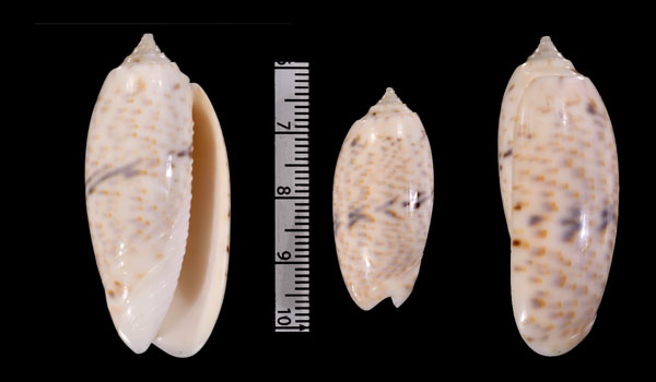 クチジロカネコマクラ Oliva atalina small