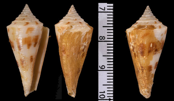 アメリカアコメガイ Conus villepinii small