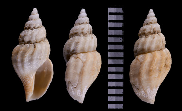 イネクイタフタマンジ (仮称) Oenopota inequita small