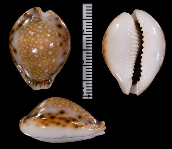 プーケットコガタラマルクダカラ　(仮称) Erosaria lamarkii redimita phuketensis small